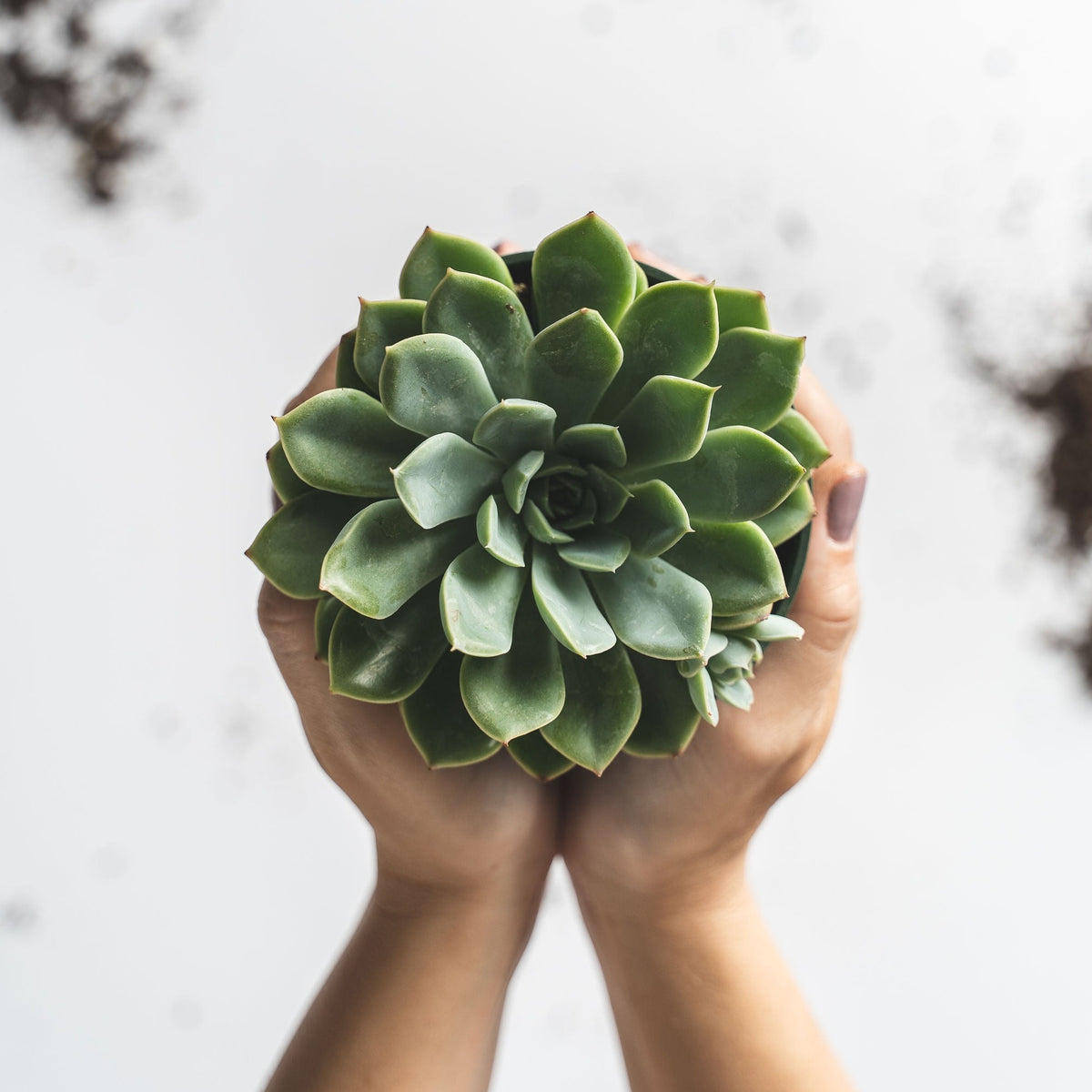 4 in. Succulent Only
