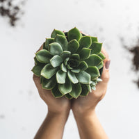 4 in. Succulent Only