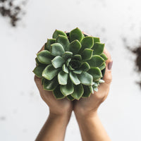 4 in. Pot + Succulent