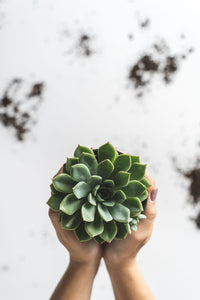 Keppel Pot