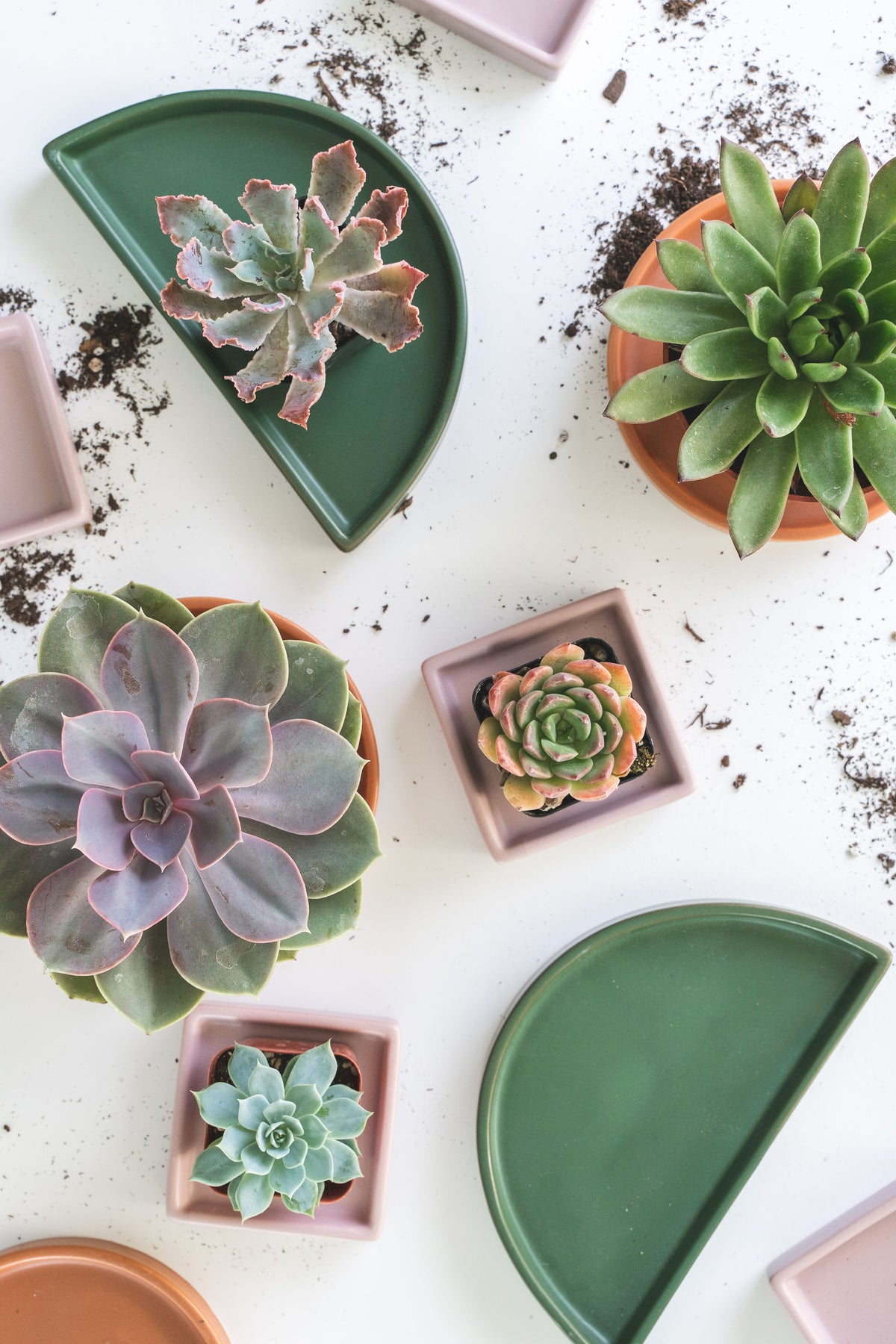 4 in. Succulent Only