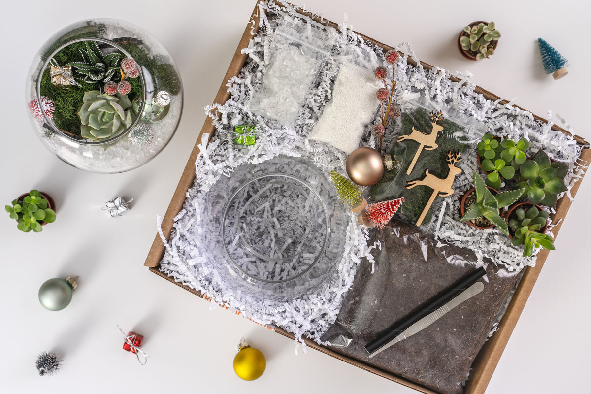 Winter Succulent Terrarium Kit
