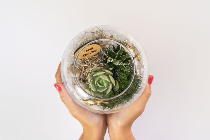 Inspirational Succulent Terrarium Kit