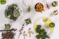 Winter Succulent Terrarium Kit