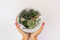 Winter Succulent Terrarium Kit