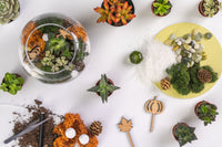Fall Succulent Terrarium Kit