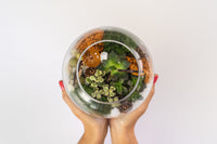 Fall Succulent Terrarium Kit