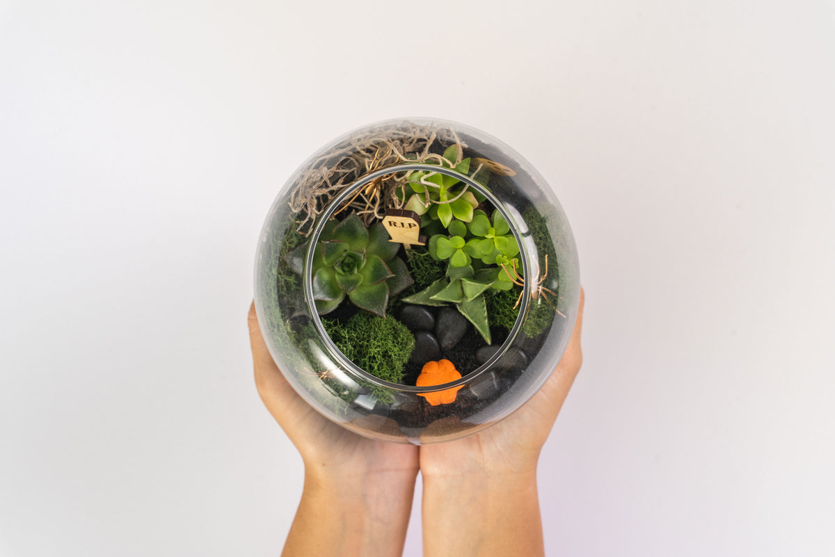 Spooky Succulent Terrarium Kit