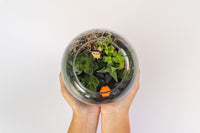 Spooky Succulent Terrarium Kit