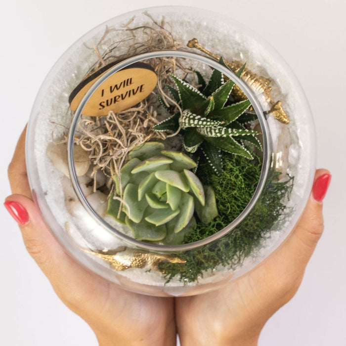 Inspirational Succulent Terrarium Kit