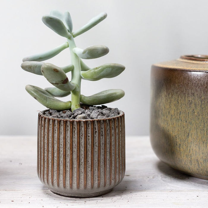 Habitat Pot