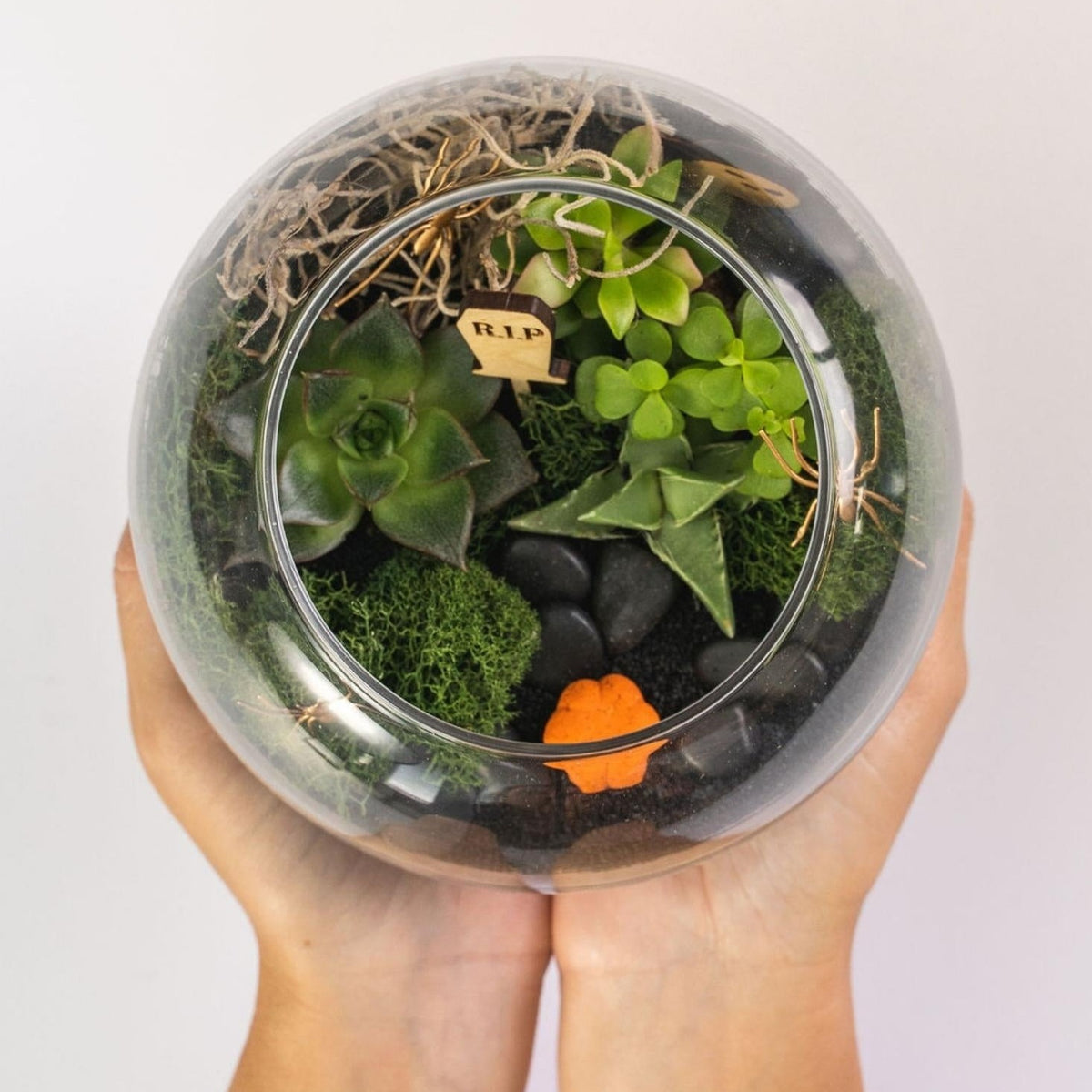 Spooky Succulent Terrarium Kit