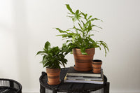 Herati Pot