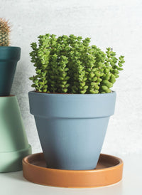 4 in. Pot + Succulent