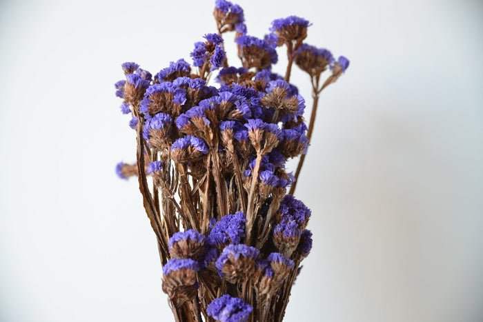 Purple Statice
