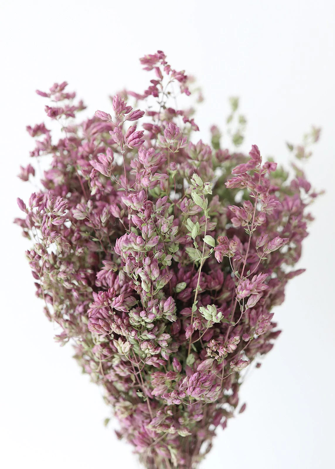 Santa Cruz Oregano