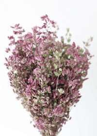 Santa Cruz Oregano