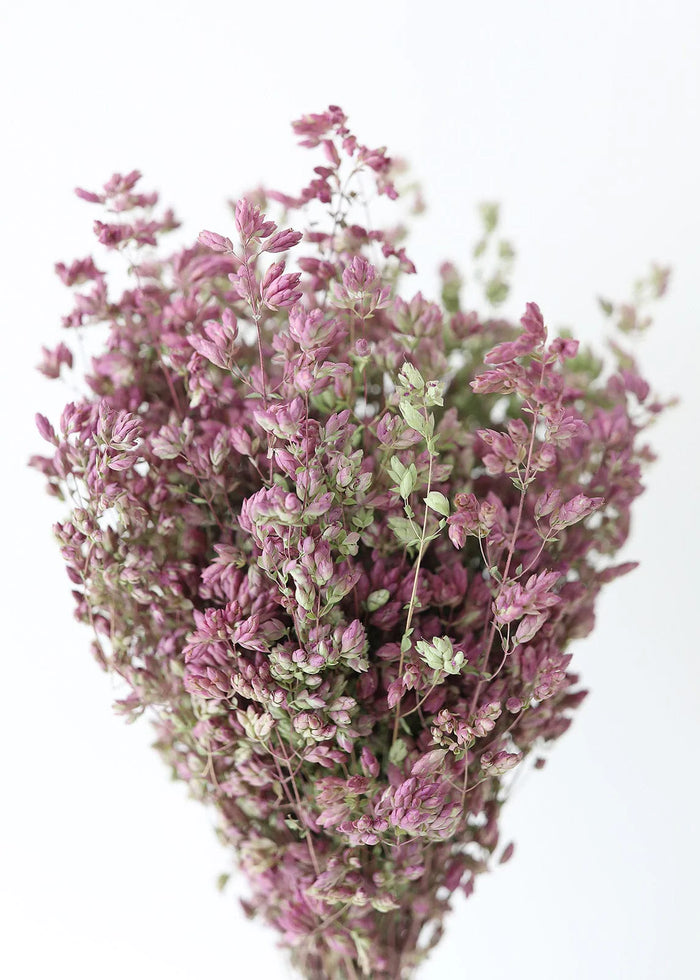 Santa Cruz Oregano