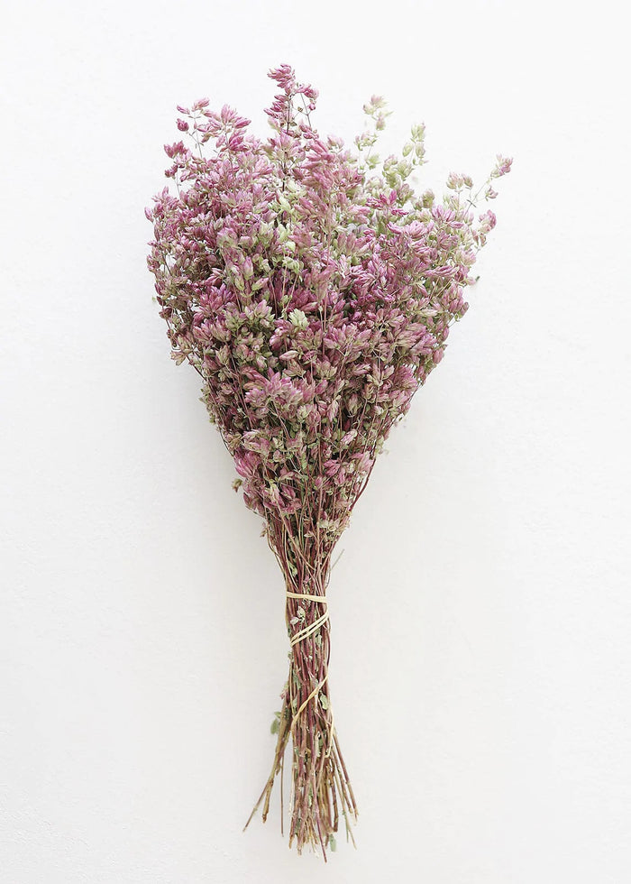 Santa Cruz Oregano