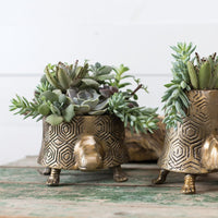 Tommie Turtle Pot Arrangement
