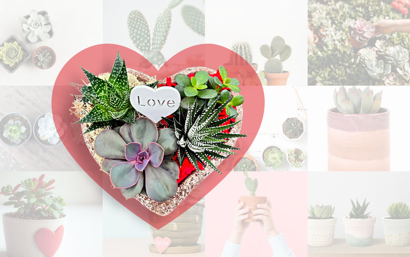Unique Valentine's Day Succulent Gifts for Your Loved Ones