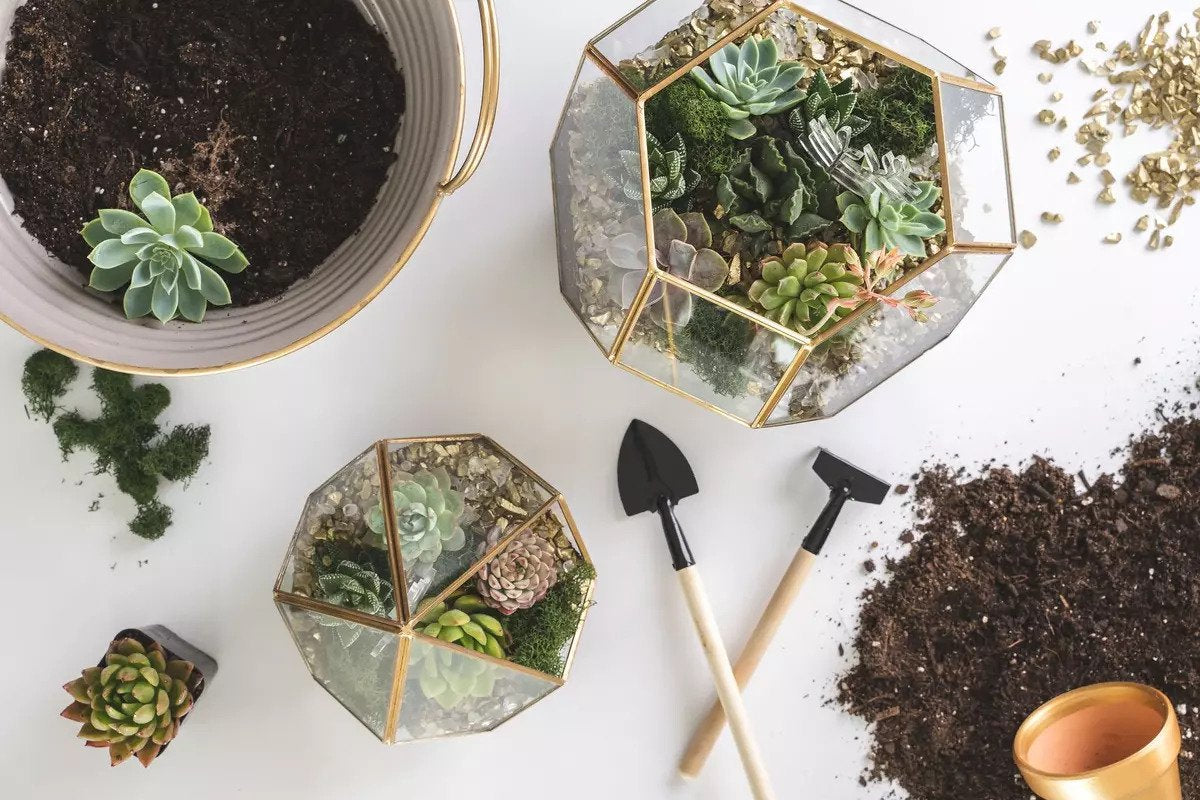 10 terrarium ideas for a beautiful plant display