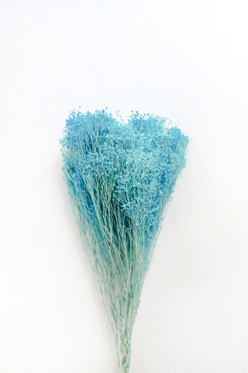 Aqua Broom Bloom