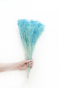Aqua Broom Bloom
