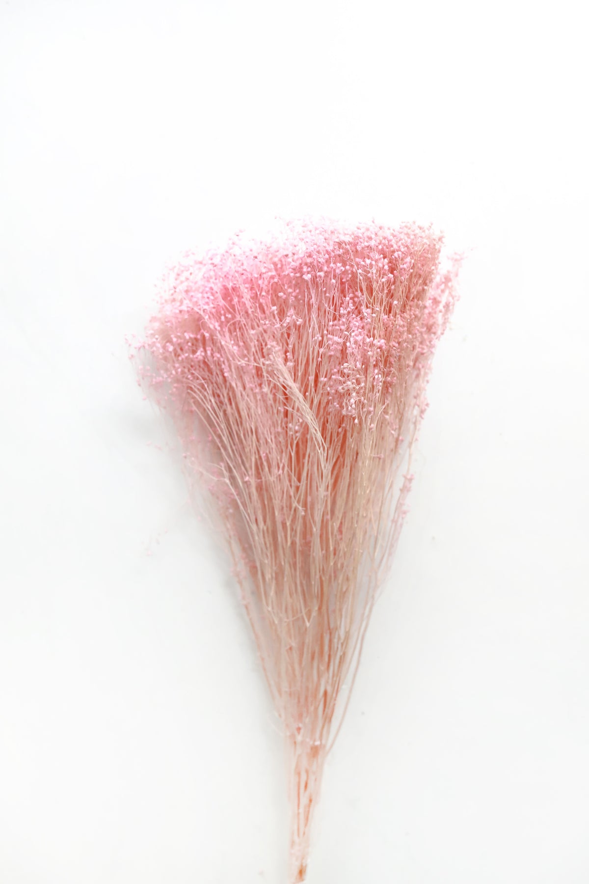 Pink Broom Bloom
