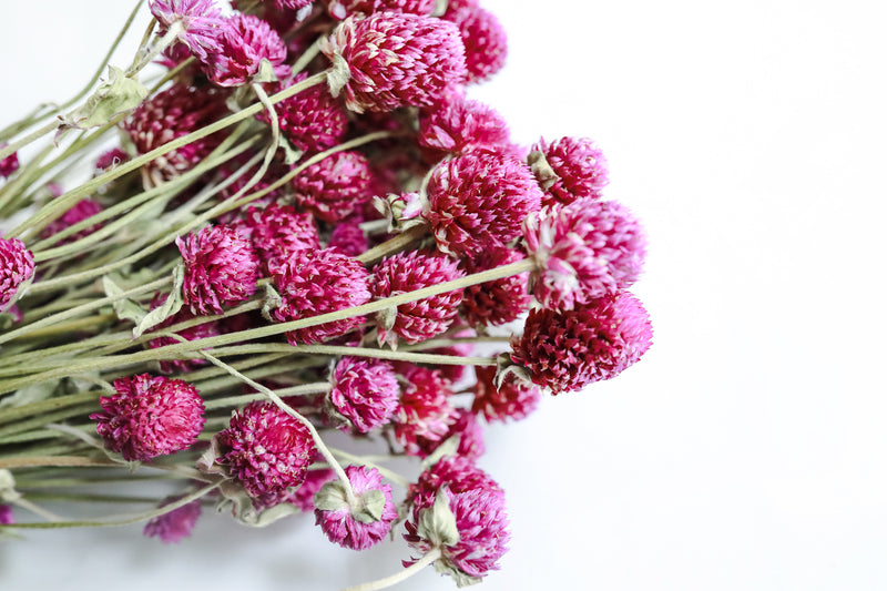 Raspberry Globe Amaranth