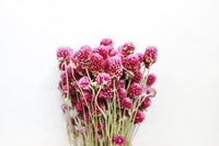 Raspberry Globe Amaranth