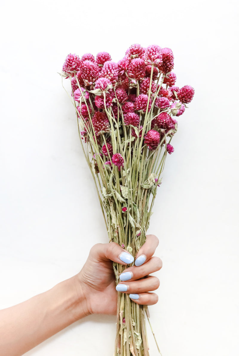 Raspberry Globe Amaranth