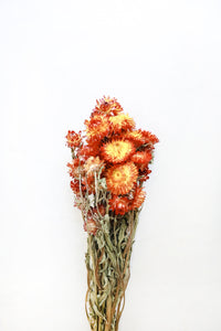 Red/Bronze Strawflowers