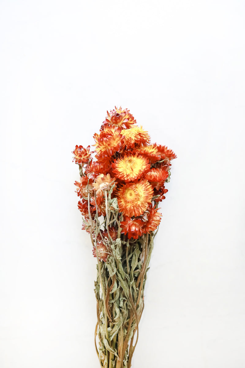 Red/Bronze Strawflowers