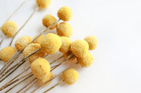 Yellow Billy Buttons