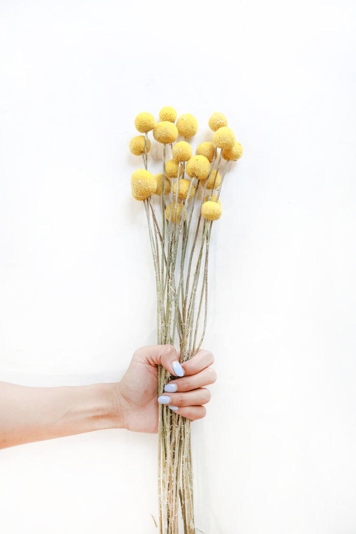 Yellow Billy Buttons