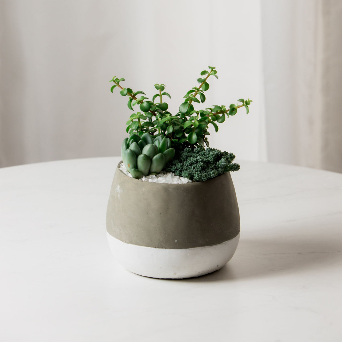 Grey & White Pot Succulent Arrangement