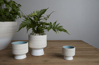 Umbra Pot